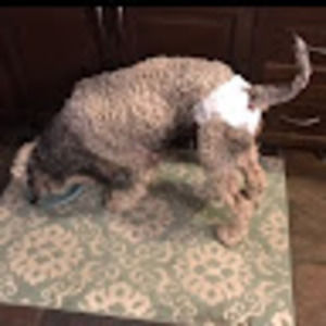 Meet your Posher, Bryce